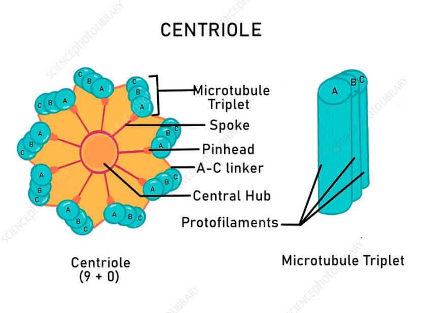 <ul><li><p>A short hollow cylinder of around 500nm long, made up of microtubules.</p></li><li><p>It is made of 9 triplets of microtubules, where each triplet consists of 1 complete microtubule and 2 partial microtubules. </p></li></ul><p></p>