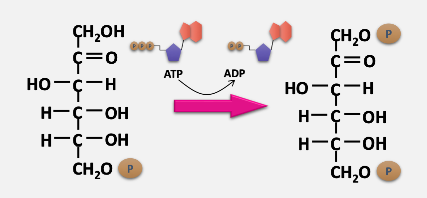 Phosphorylation