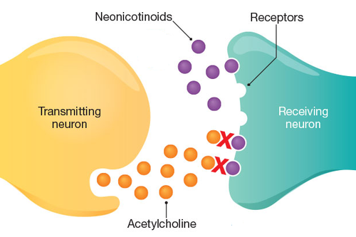 Neonicotinoids are pesticides that  irreversibly bind to nicotinic receptors (the same receptors that acetylcholine binds).  The binding of the neonicotinoid blocks the acetylcholine neurotransmitter from binding to the receptor, thereby preventing the signal from the neuron from spreading to the postsynaptic cell.   When the postsynaptic cell is a muscle, the muscle contraction is blocked, causing paralysis of the insect.

Additionally, the acetylcholinesterase enzyme is unable to chemically digest neonicotinoids within the synaptic cleft. So the insecticide molecules remain active, able to continually bind to the nicotinic receptors.