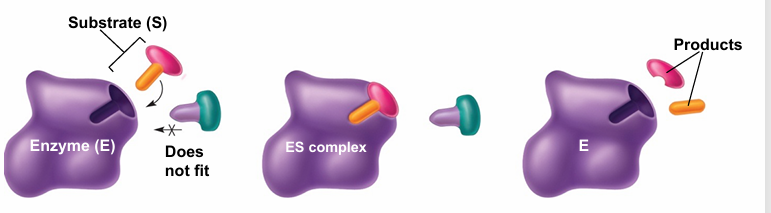 <p>• Nearly always proteins</p><p> • Biological catalysts critical for life </p><p>• Active site</p><p>• Substrate(s) – acted on by enzymes to make products </p><p>• Cofactors – often required (ATP, NADH, etc)</p>