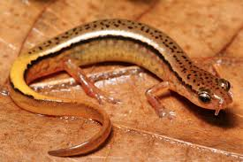 <p>Caudata : Plethodontidae : Spelerpinae</p>