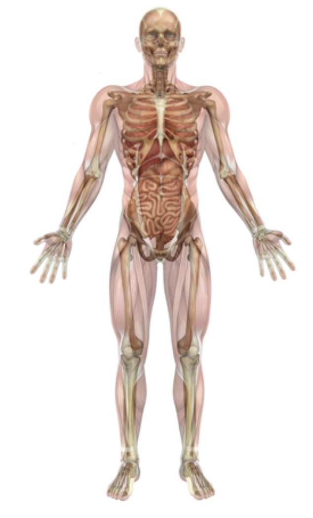 <p>standing upright, gaze is straight and ahead, feet facing forwards, palms face forwards, fingers pointed downwards</p>