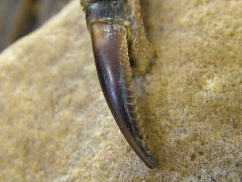 <p>nails have serrated edges</p>