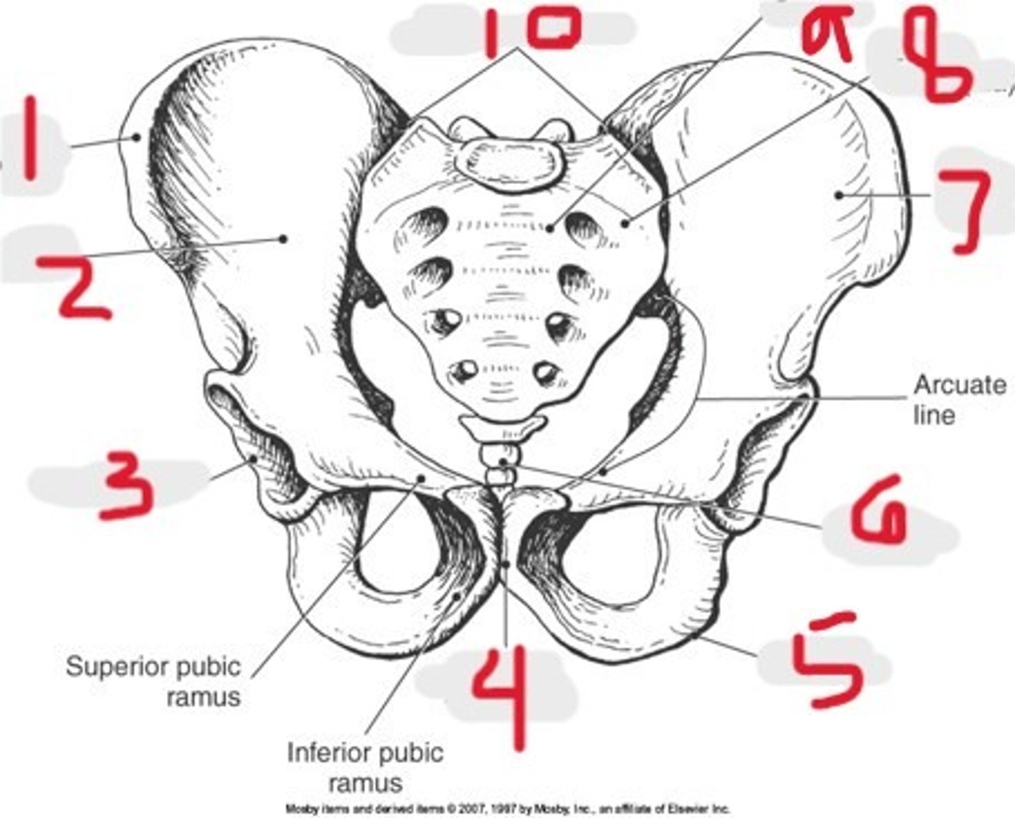 <p>Name all numbered structures</p>