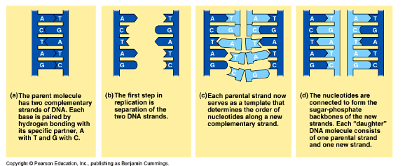 <ol><li><p>separation of 2 dna strands</p></li><li><p>each parental strand now serves as a template that determines the order of nucleotides along a new complementary strand</p></li><li><p>nucleotides are connected to form the sugar oghosphate backones of the new strands. each daighter dna molecule consists of one parental strand  and one new strand</p></li></ol><p></p>