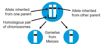 <p>Mendel’s Law of Segregation </p>