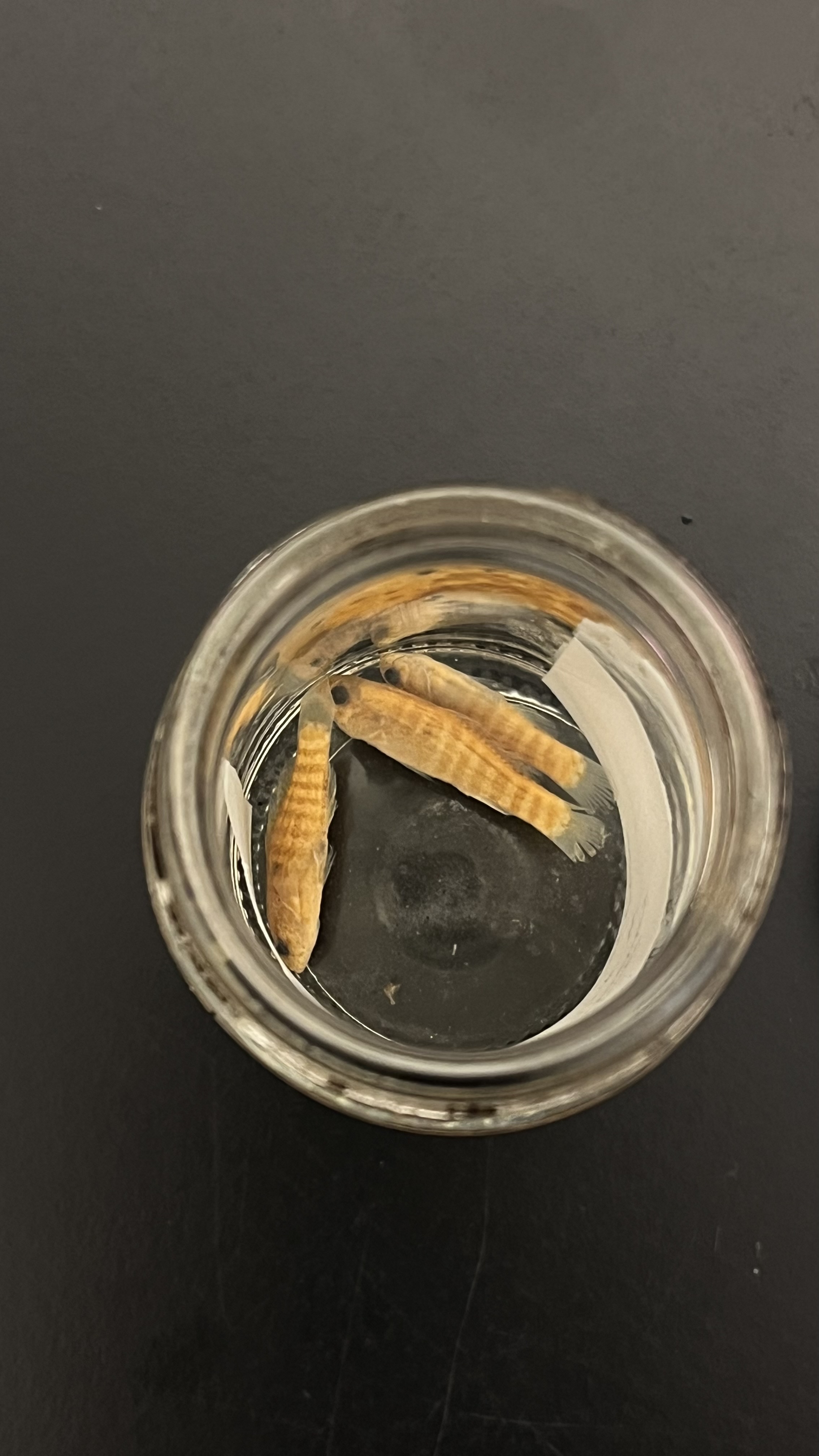 <p>Banded Pygmy Sunfish</p>