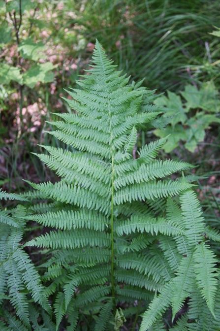 <p>Lady fern</p>