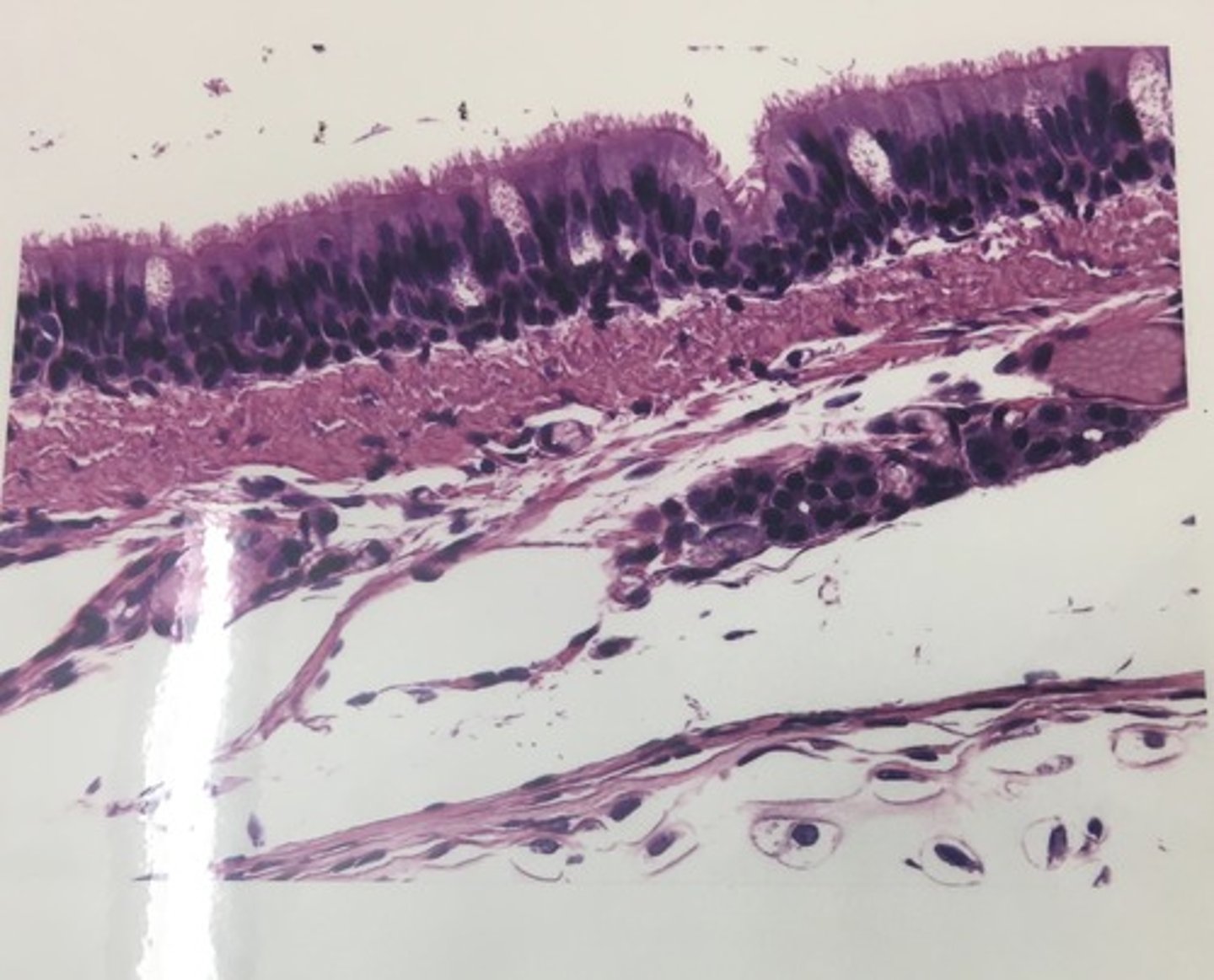 knowt flashcard image