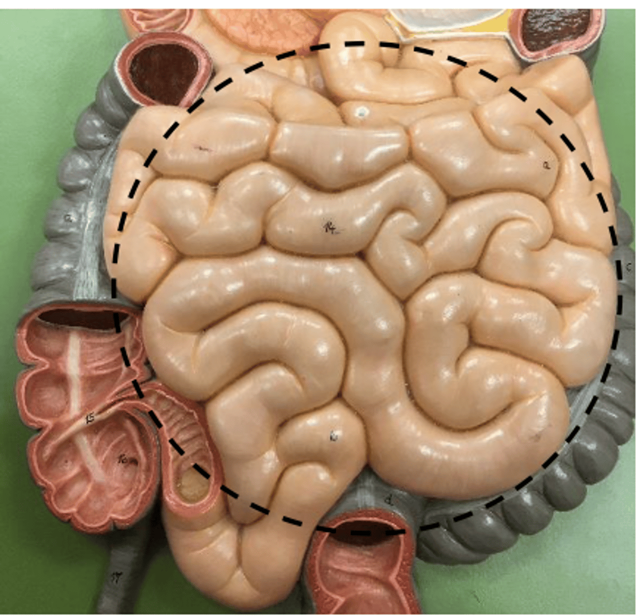 knowt flashcard image