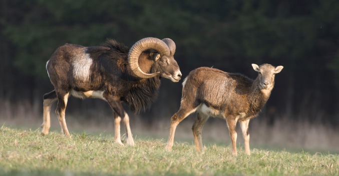 <p>zařaď živočicha do systému</p><p>Třída - řád - čeleď - druh čeština (latina)</p>