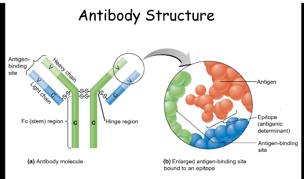 * Stem region bind to WBCs and macrophages
* Hinge region binds to antigens
