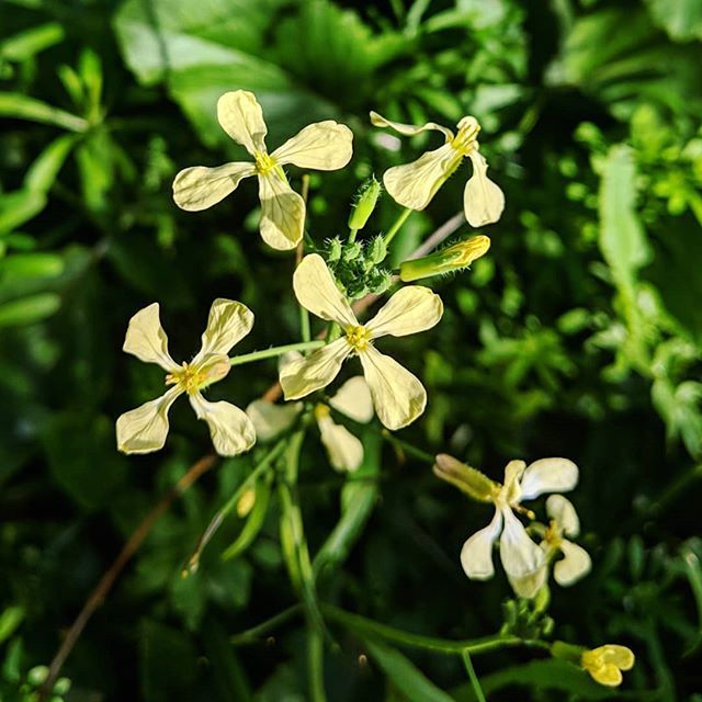 Wild radish