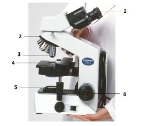 <p>part labeled 6</p>