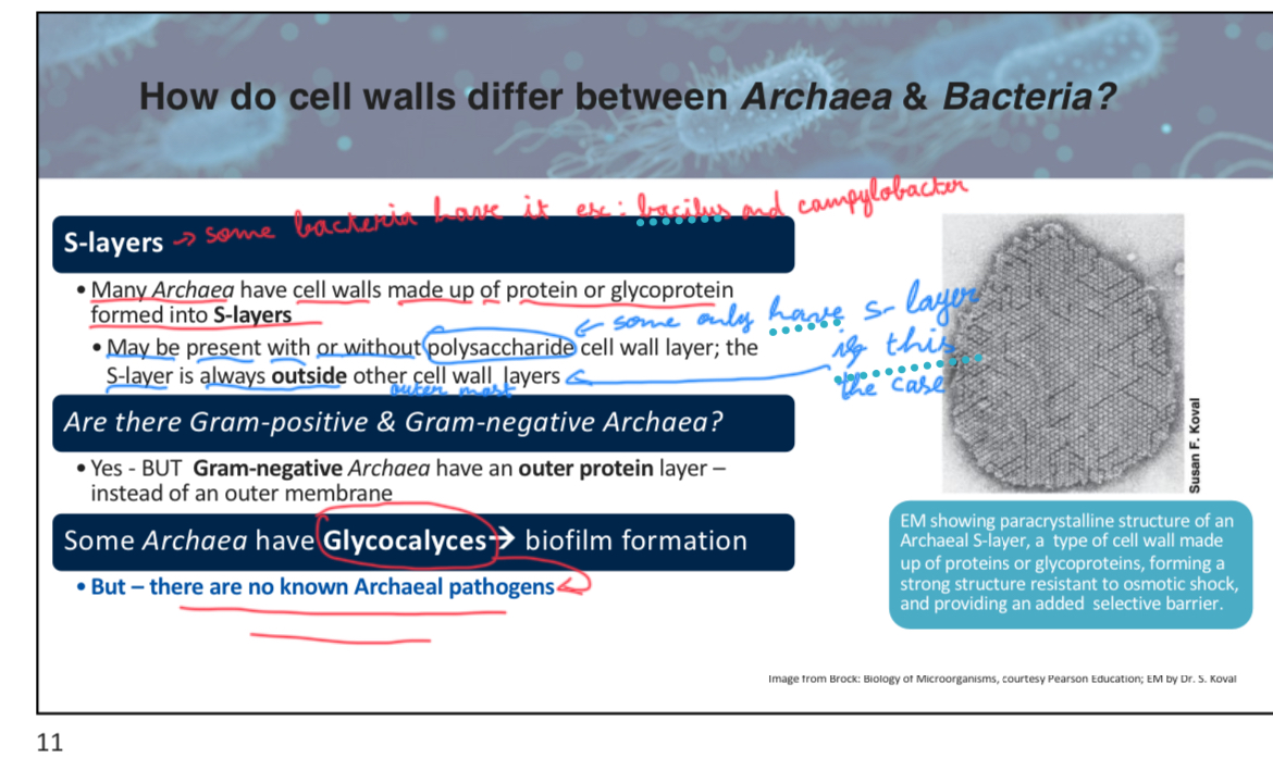 <p>True (Some <span>archaea that lack a typical cell wall have a protein-based layer called an "S-layer" to maintain their cell shape and provide protection. The S-layer can also be part of their cell wall structure if they have one)</span></p><p>attach slide 11 week3p5</p>