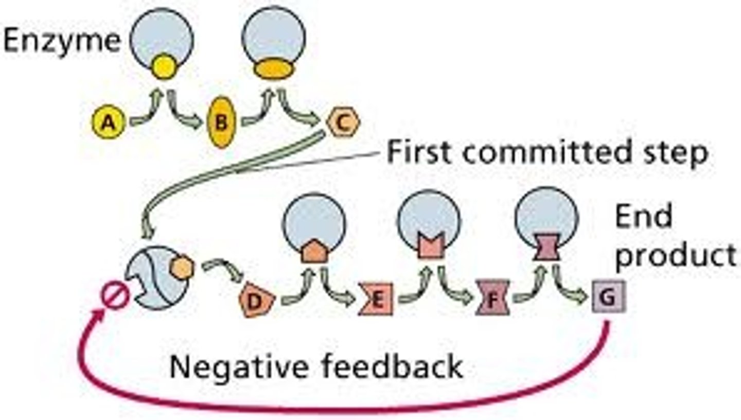 <p>Stops a process from occurring until conditions require more product ex. phosphofructokinase acts as an on/off switch for the process of glycolysis. When there is too much ATP in the cell the excess ATP and Citrate bind to the allosteric site of the enzyme and shut ATP production down.</p>