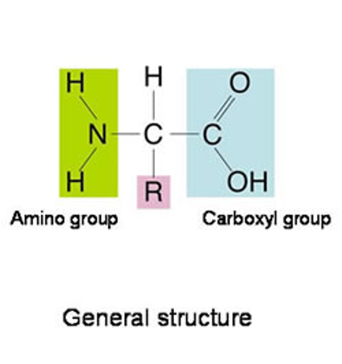 <p>Monomers that make up protein. Consist of a central carbon with a hydrogen and one of twenty R-groups attached, along with an amino group (-NH₂) on one end, a carboxyl group (-COOH) on the other end.</p>