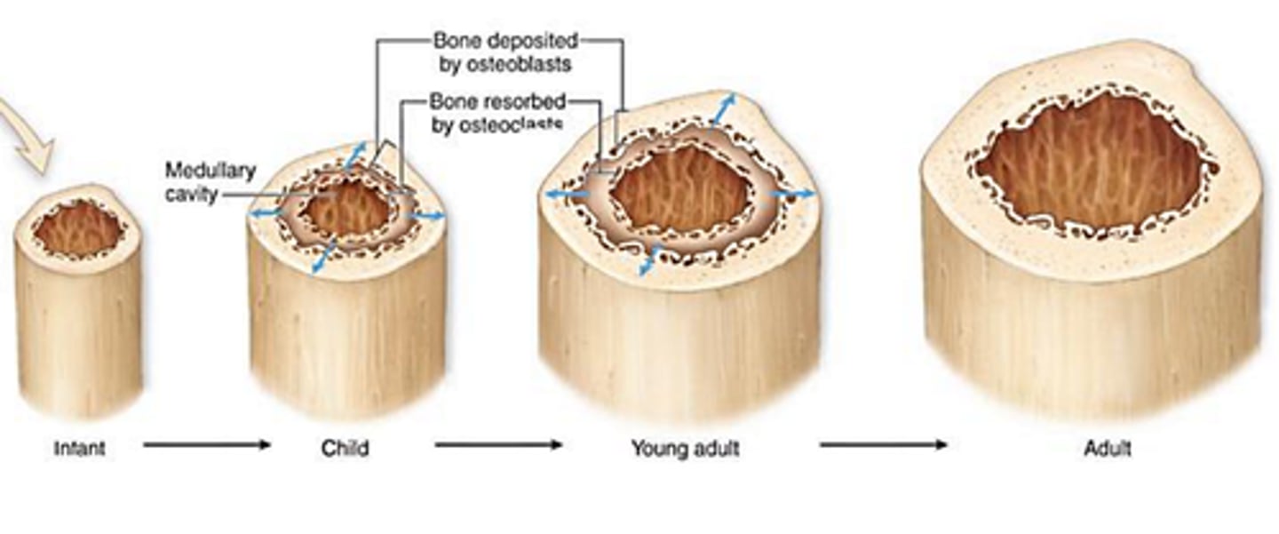 <p>growth in bone width; continuous throughout the lifetime</p><p>-occurs due to the addition of new tissue layers under the periosteum</p>