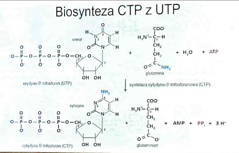 <p>-jako CTP (cytydyno-5'-trifosforan) z UTP</p>