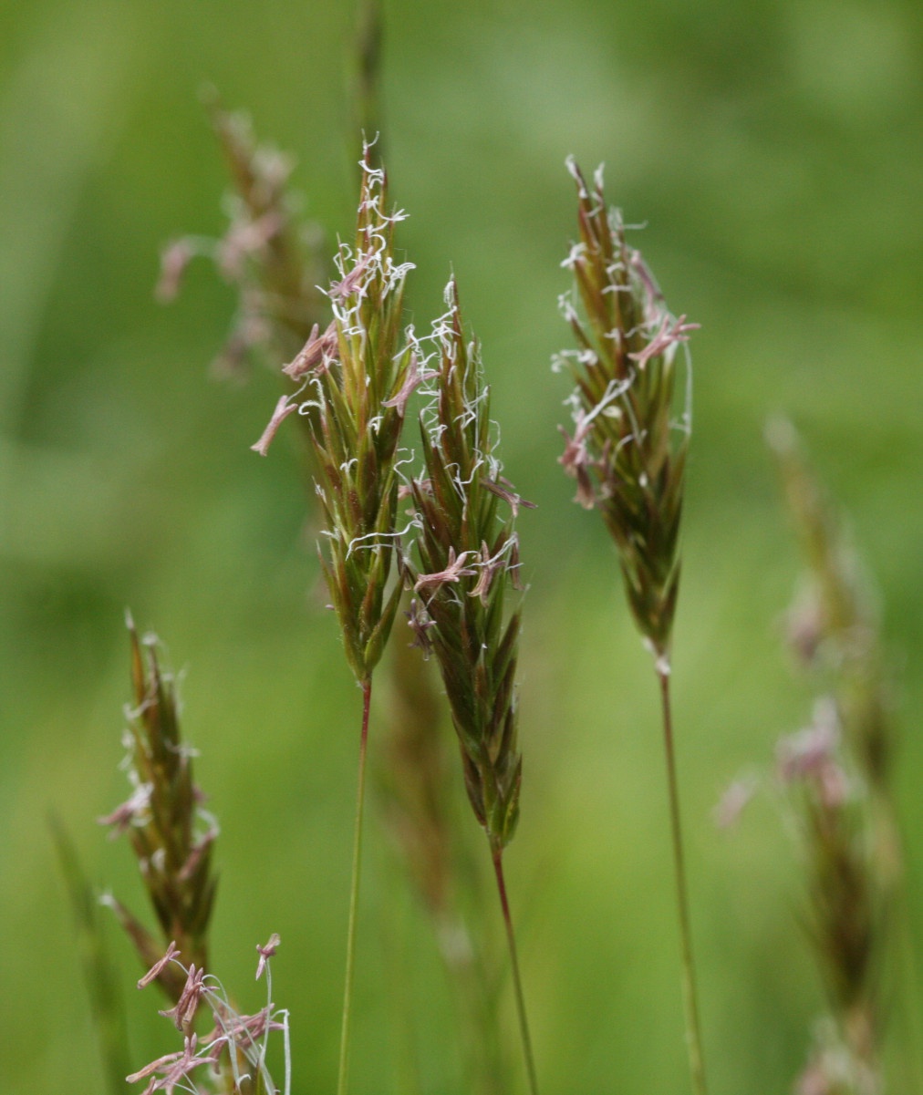 <p>Sweet vernal grass</p>