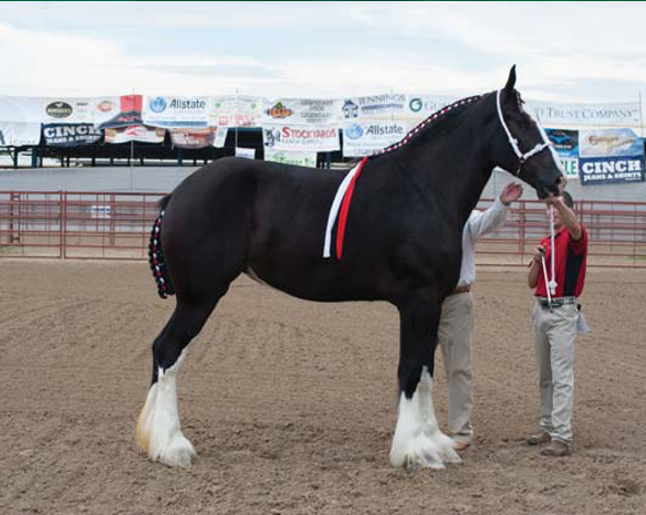 <p>A large draft breed from England, known for its historical use as war horses. </p>