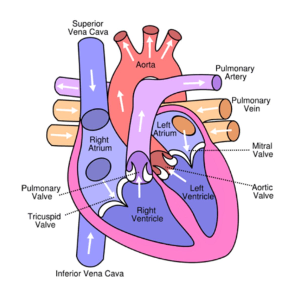 <p>Bicuspid valve= Semilunar valve</p><p>Tricuspid valve= AV valve</p>