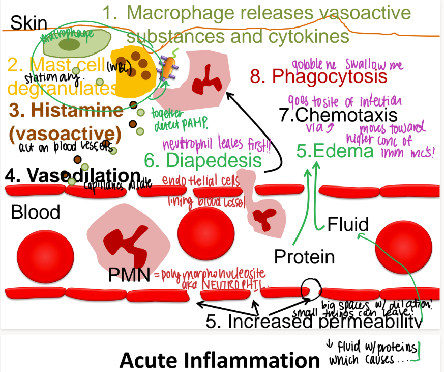 <p>take a deep breath. what are the last 3 steps in acute inflammation, after vasodilation?</p>