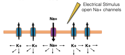 What happens if we apply an electrical stimulus to a neuron?
