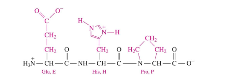 <ul><li><p>the sequence of amino acids held together by peptide bonds</p></li></ul>