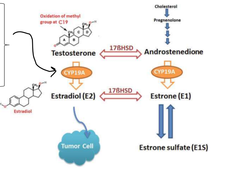 <ul><li><p>aromatase is a CYP19A1 enzyme that converts androgens into estrogens</p></li><li><p>converts: </p><ul><li><p>androstenedione to estrone</p></li><li><p>testosterone to estradiol</p></li></ul></li></ul><p></p>