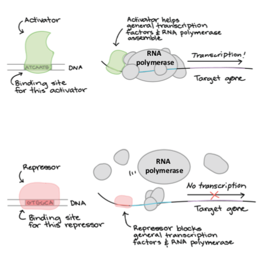 bind to enhancer; activate the downstream gene expression. binds with specific DNA sequences and recruits RNA polymerase or other activators/protein complexes to make RNA