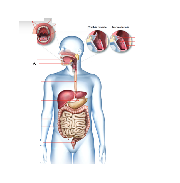 <p>À quel organe du tube digestif correspond la lettre A ?</p>