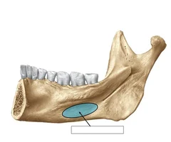 <p>Posterior View</p>