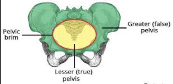 <ol><li><p>greater/false pelvis </p></li><li><p>lesser/true pelvis</p></li></ol><p></p>