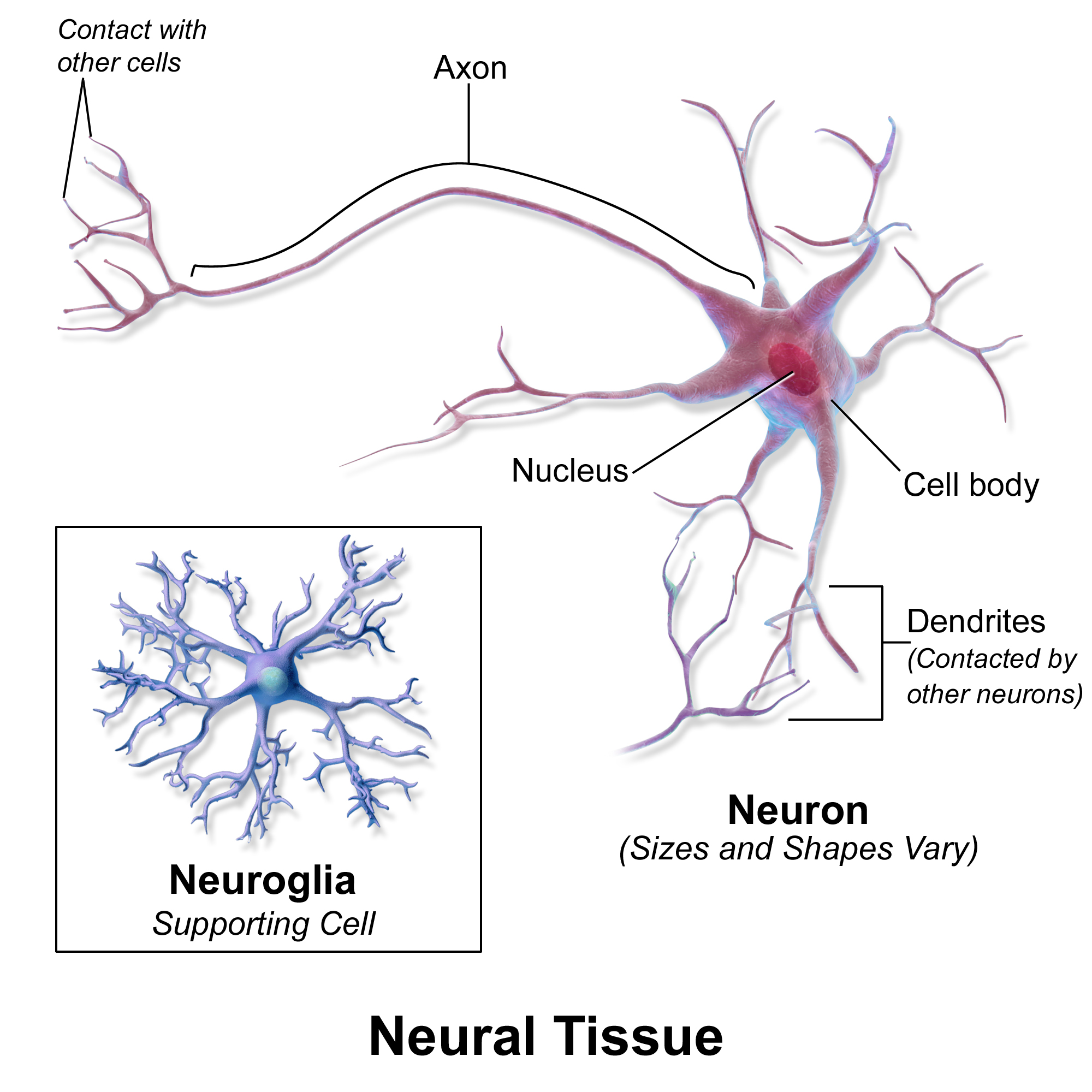 <p>brain, spinal cord, peripheral, sensory, neurons, neurological cells (support cells), neurons, neurological cells, control, processing</p>