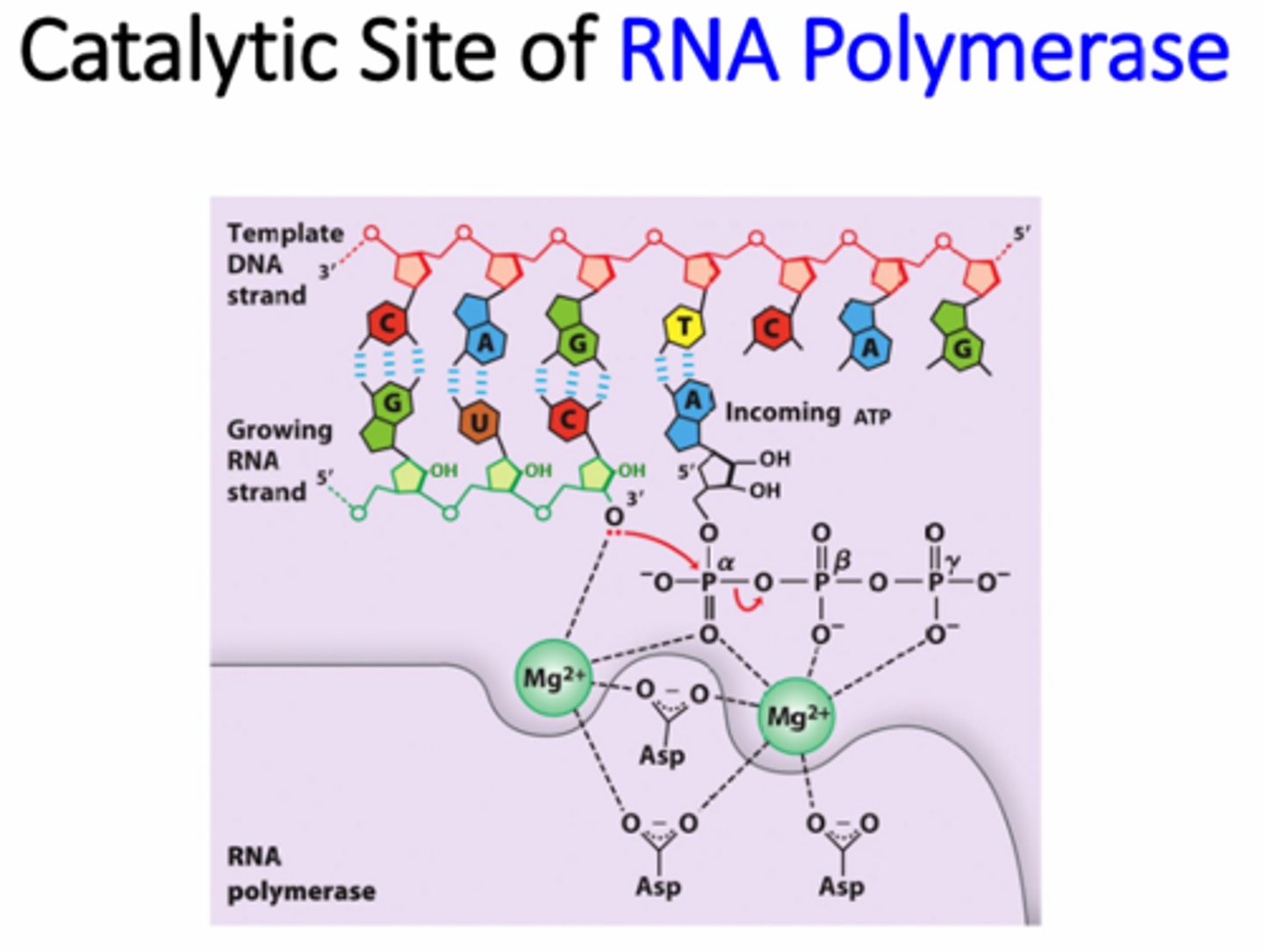 <p>Catalyzing the phosphodiester bonds between the nucleotides and stabilizing the phosphates</p>