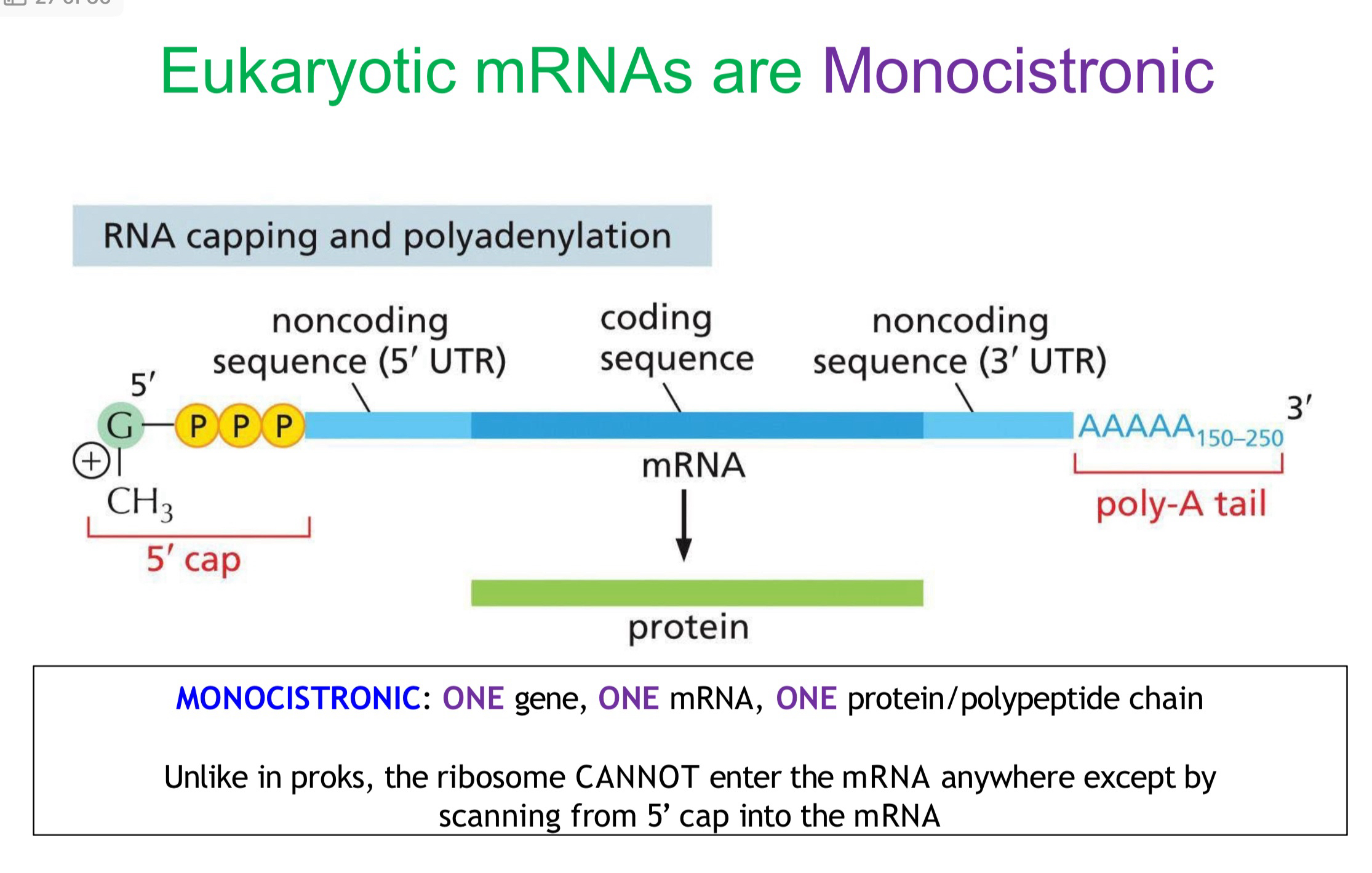<p>one gene, one mRNA, creating ONE proteins and this occurs in eukaryotic cells </p>