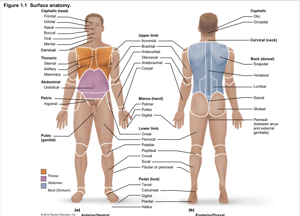 <p>Acromial</p>