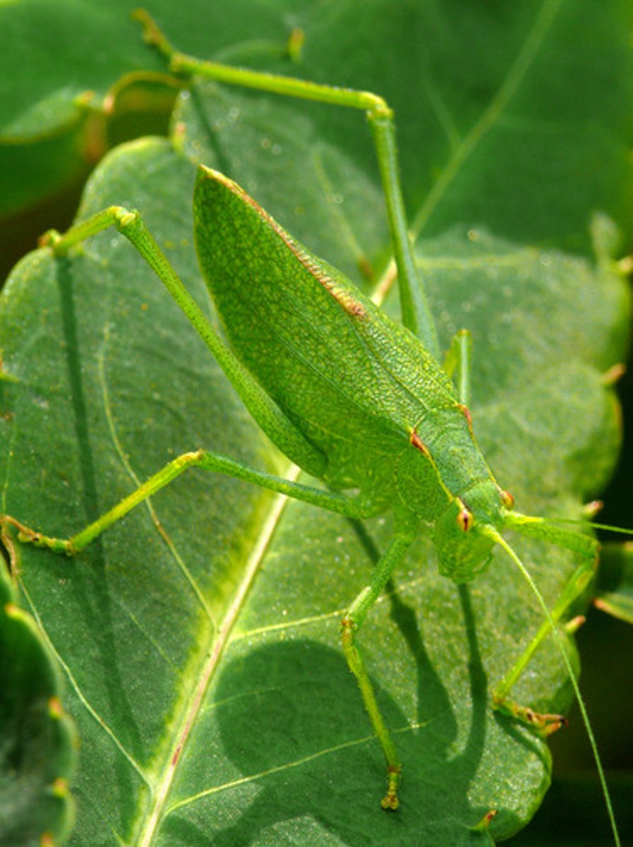 <p>Grasshopper Family</p>