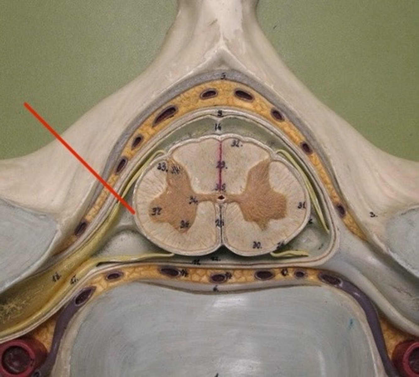 <p>Thin, vascular layer that clings tightly to the surface of the brain and spinal cord, following all folds (gyri and sulci), supplying oxygen/nutrients, and helping form the choroid plexus with ependymal cells.</p>