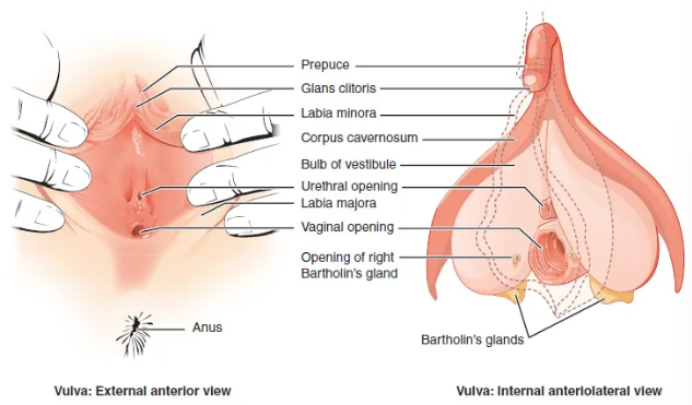<p>Located between urethra and anus. Flanked by outlets to Bartholin’s glands</p>