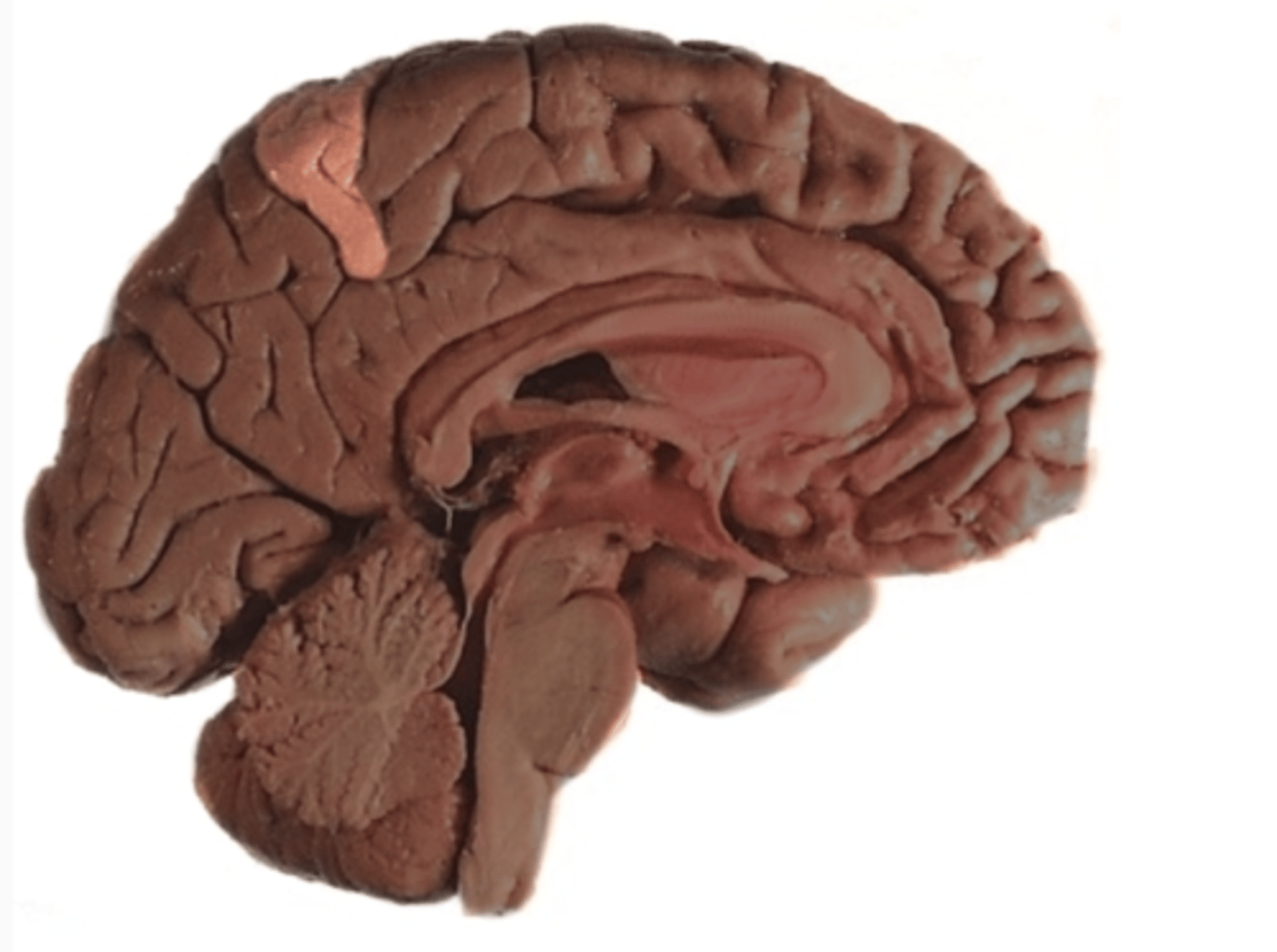 <p>on the medial surface of parietal lobe</p>