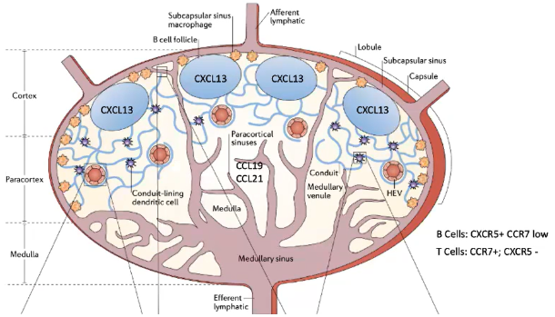 <ul><li><p><strong>T Cells</strong>:</p><ul><li><p>Remain in the <strong>T cell zone</strong> due to <strong>CCR7</strong>, which binds to <strong>CCL21</strong> (membrane-bound) and <strong>CCL19</strong> (soluble) from specialized fibroblasts.</p></li><li><p><strong>Blood-derived dendritic cells</strong> in the T cell zone also express <strong>CCR7</strong> and present processed antigens.</p></li><li><p>Each dendritic cell can interact with up to <strong>5,000 T cells</strong>.</p></li><li><p><strong>CCR7</strong> allows T cells to stay in a <strong>lymph node</strong> for about <strong>12 hours</strong> before migrating to another.</p></li></ul></li><li><p><strong>B Cells</strong>:</p><ul><li><p>Have low <strong>CCR7</strong> but high <strong>CXCR5</strong>, which binds <strong>CXCL13</strong> from <strong>follicular dendritic cells (FDCs)</strong> in the <strong>B cell follicle</strong>.</p></li><li><p>Unlike T-cell-interacting dendritic cells, <strong>FDCs</strong> are <strong>fibroblast-derived</strong> and <strong>not hematopoietic</strong>.</p></li><li><p><strong>FDCs</strong> preserve antigens on their surface, enabling <strong>B cell recognition</strong> without antigen destruction.</p></li><li><p><strong>CXCR5</strong> allows B cells to stay in a <strong>lymph node</strong> for around <strong>24 hours</strong> before moving to another.</p></li></ul></li></ul><p></p>