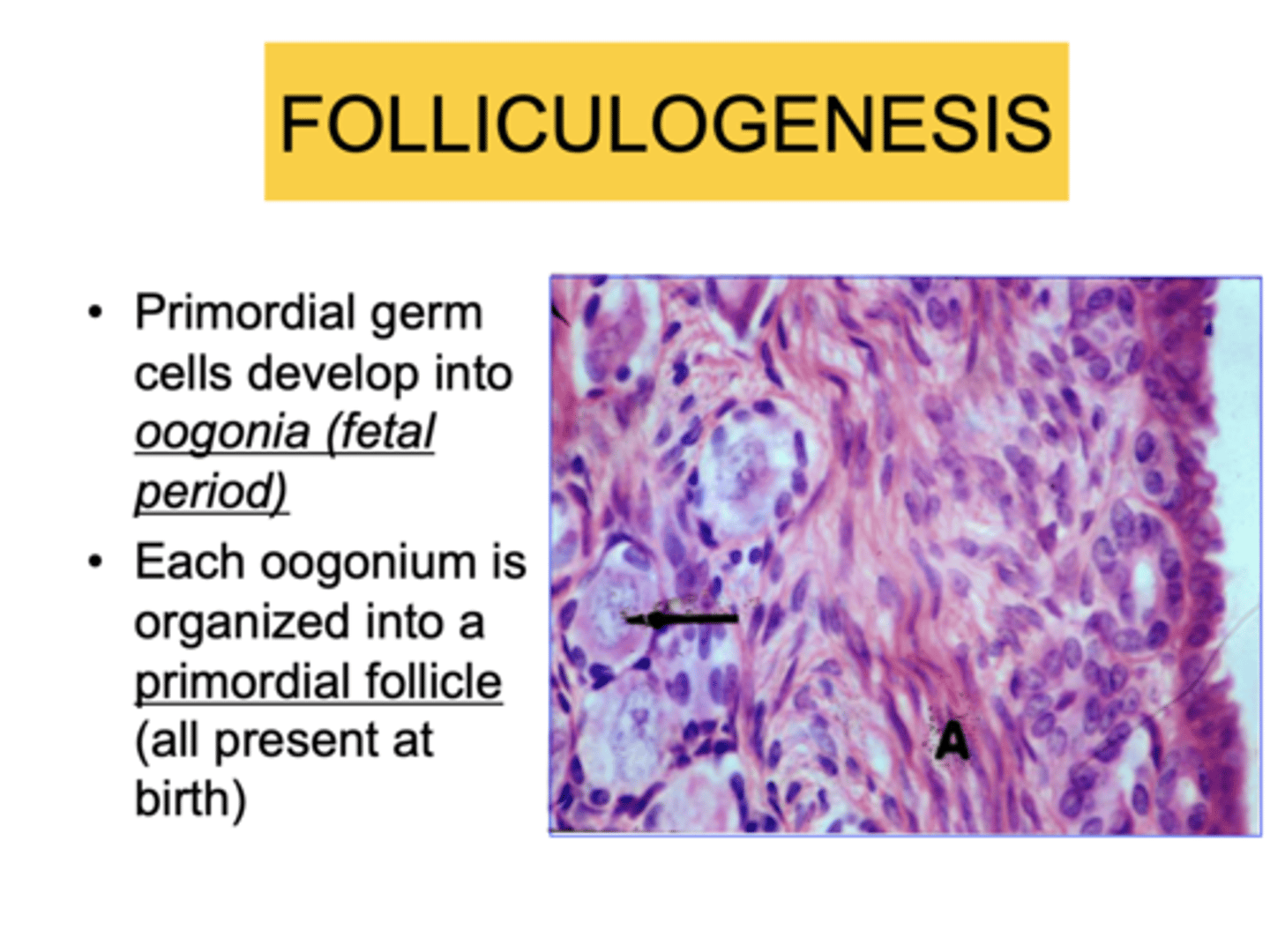 <p>clear spherical cells clustered together in the ovarian cortex.</p><p>Is a developing oocyte (egg cell) and its surrounding support cells.</p>