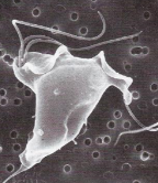 <p>What is this parasite</p>