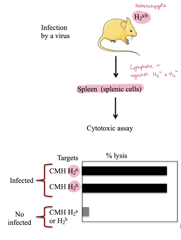 <p>T cells kill infected target cells presenting antigen on:</p><ul><li><p><strong>H-2ᵃ</strong></p></li><li><p><strong>H-2ᵇ</strong></p></li></ul><p></p>