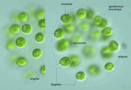 <p>Eudorina</p><p>cholrophyta</p><p>green</p><p>spherical/ovoid colonies</p><p>colonies of 16 / 32 cells radially embedded within a matrix</p><p><span>highly motile; coordinated beating of the two flagella on each cell</span></p><p>each cell has a stigma; hollow colonies surrounded by a gelatinous matrix</p>