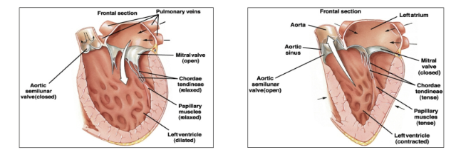 <p>the pressure the left ventricular wall is putting on the blood when relaxed, needs to be a low number so the ventricle can refill </p>