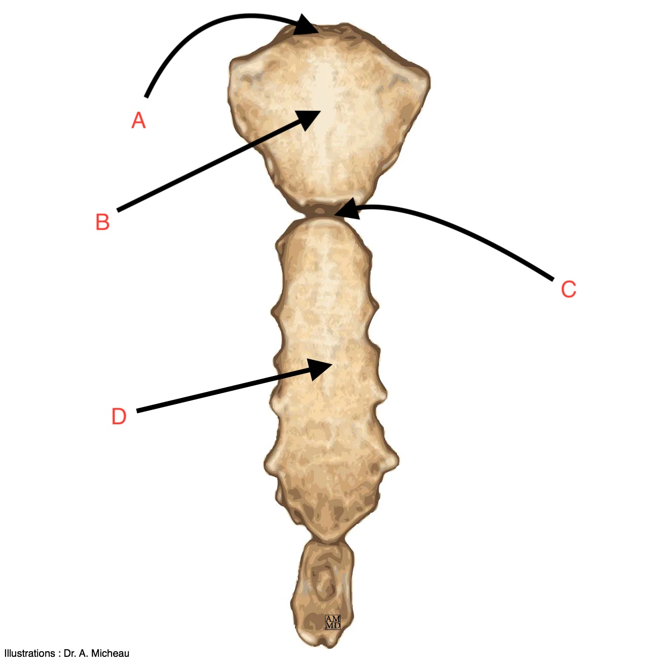 <p>Name this Bone</p>