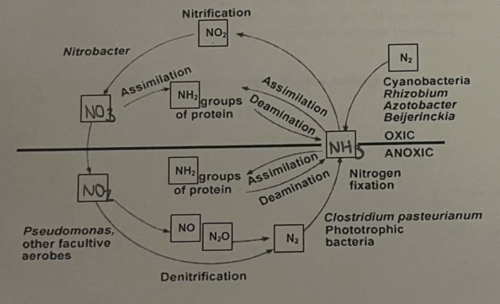 <p><span><span>nitrogen cycle</span></span></p>
